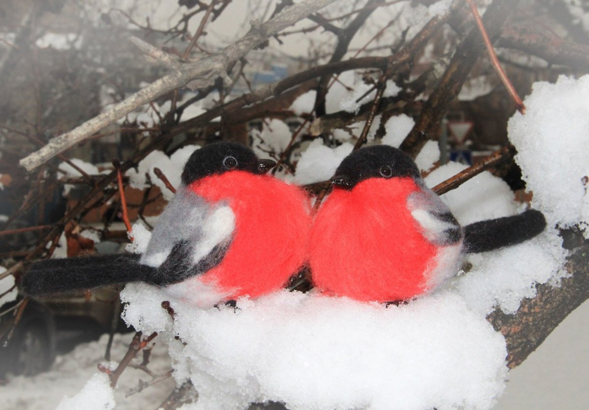 Снегирь самка