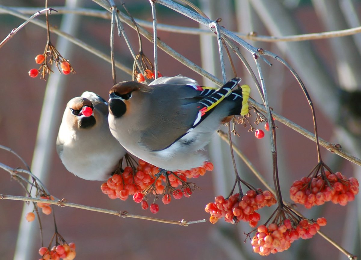 Снегирь птица зимой
