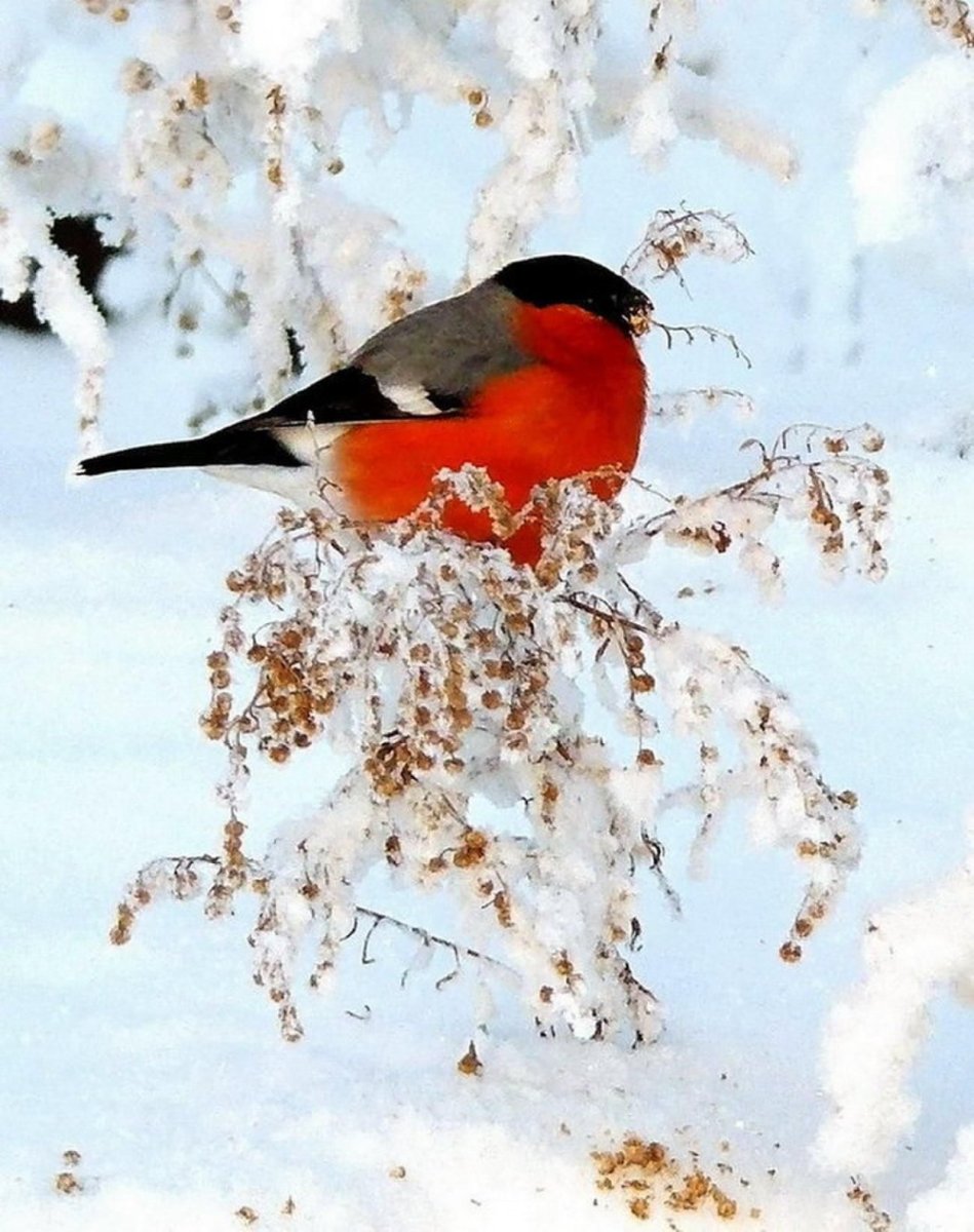 Снегири на снегу