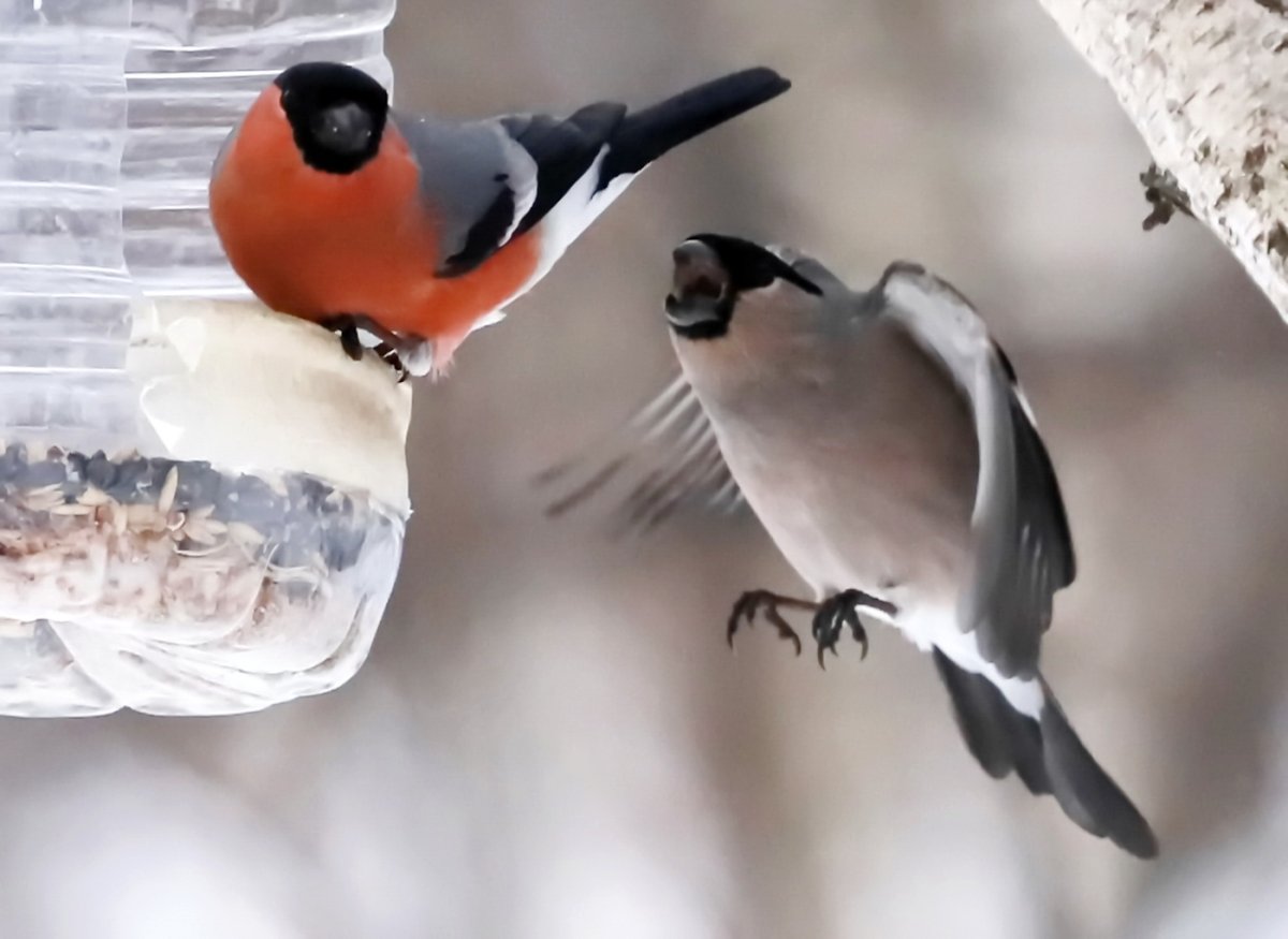 Снегири любовь