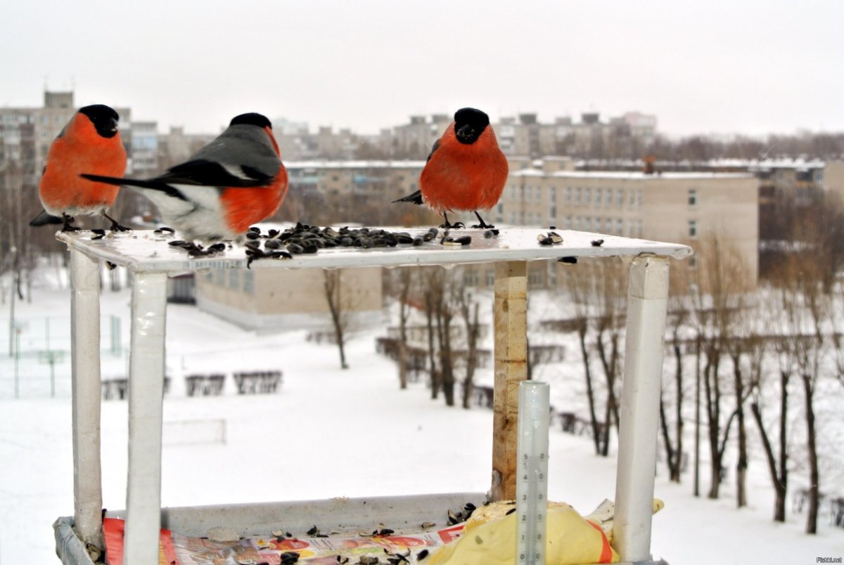 Снегирь в кормушке
