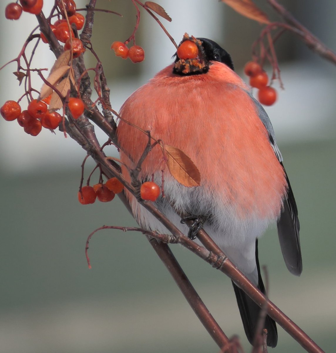 Обыкновенный Снегирь птица