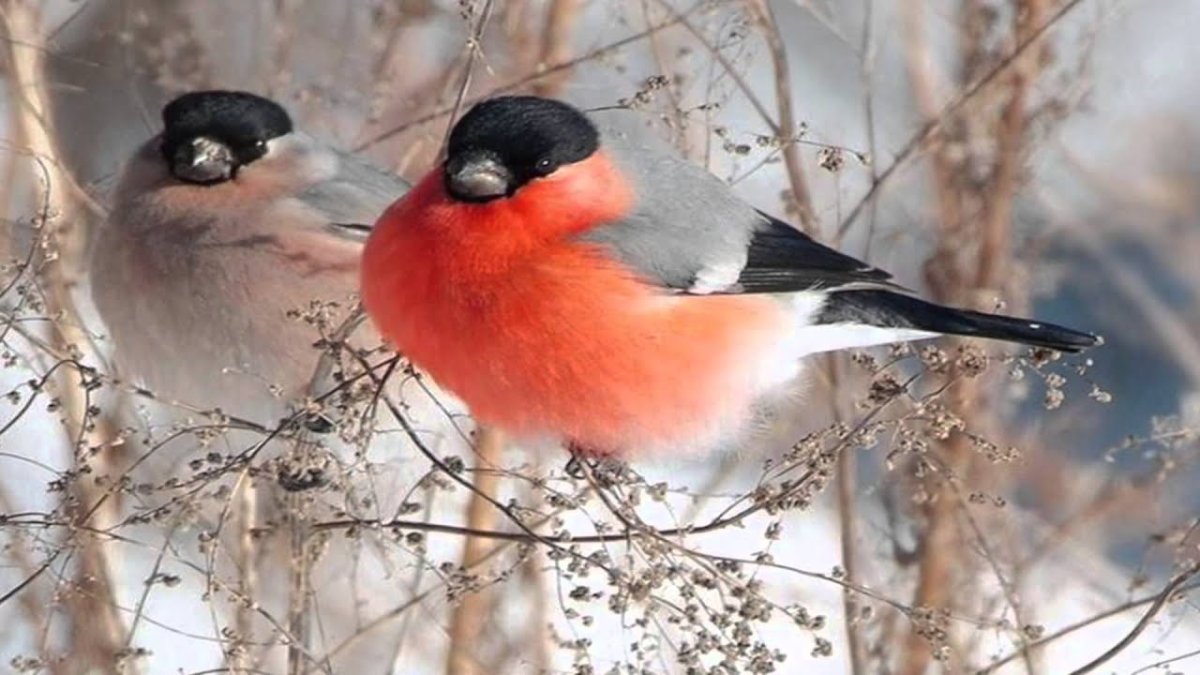 Снегирь обыкновенный pyrrhula pyrrhula