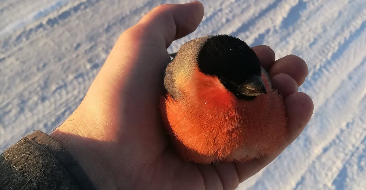 Снегирь птица