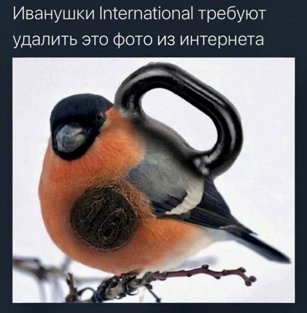 Толстый Снегирь