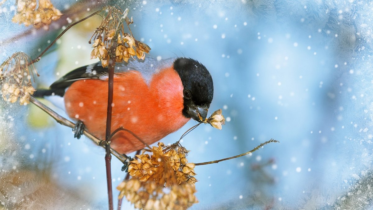 Снегири зимой картинки на рабочий стол