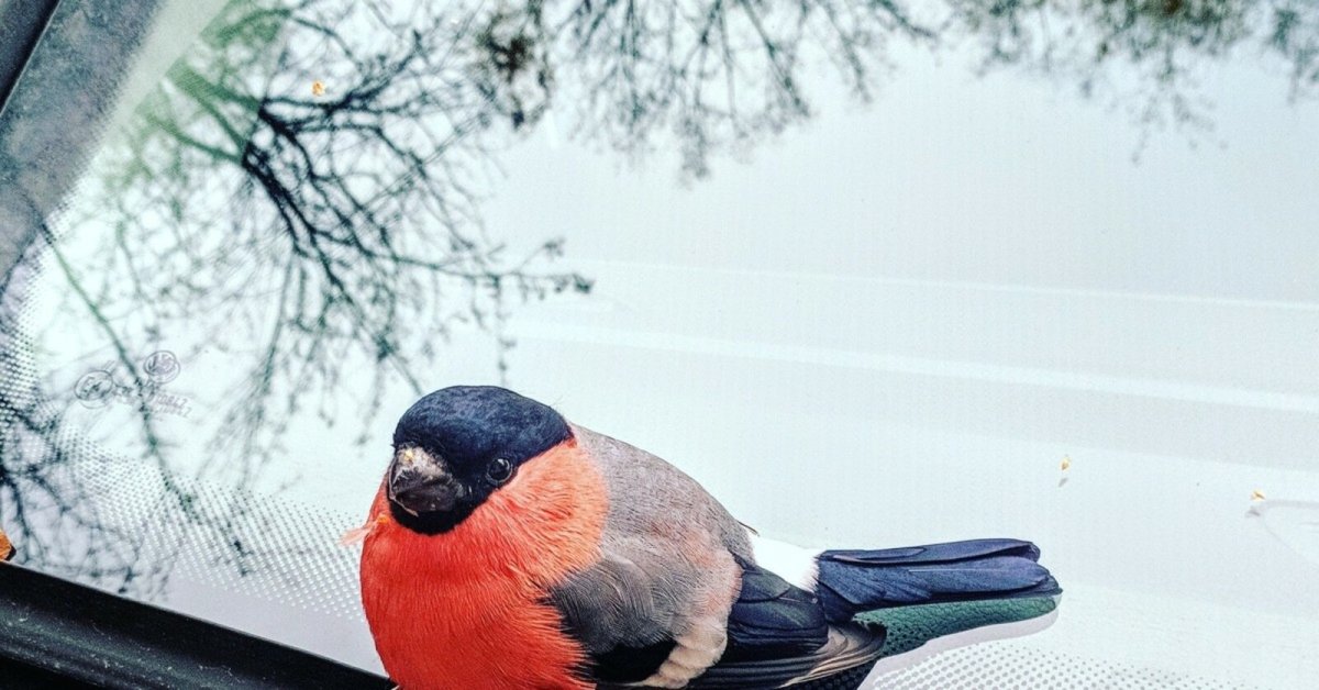 Снегири на окна