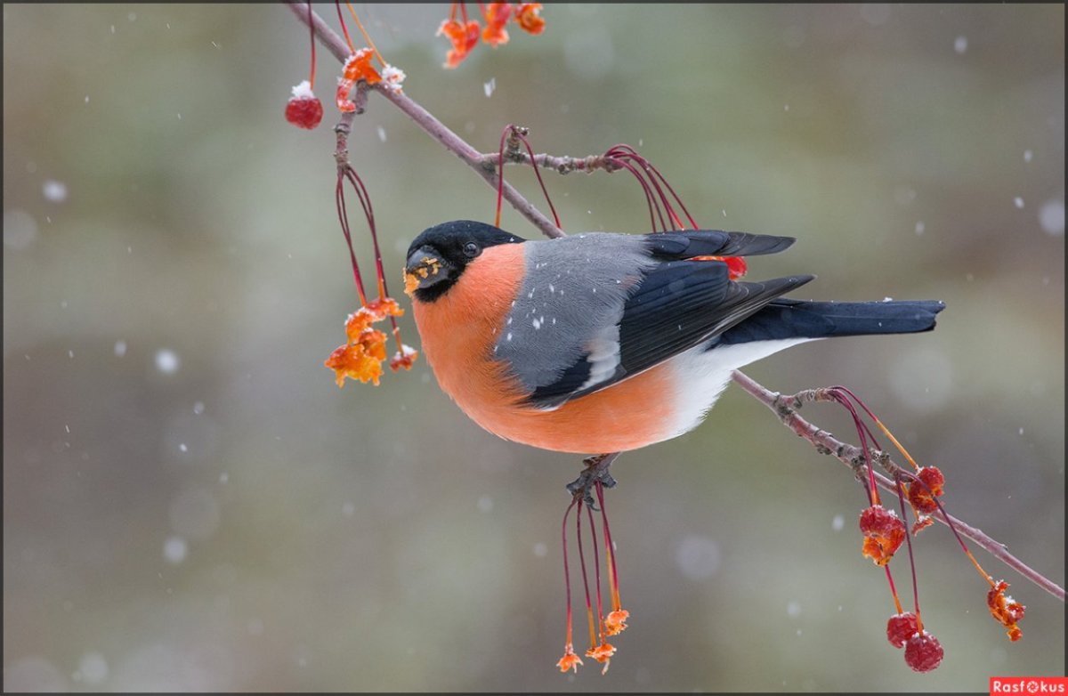 Снегири на снегу