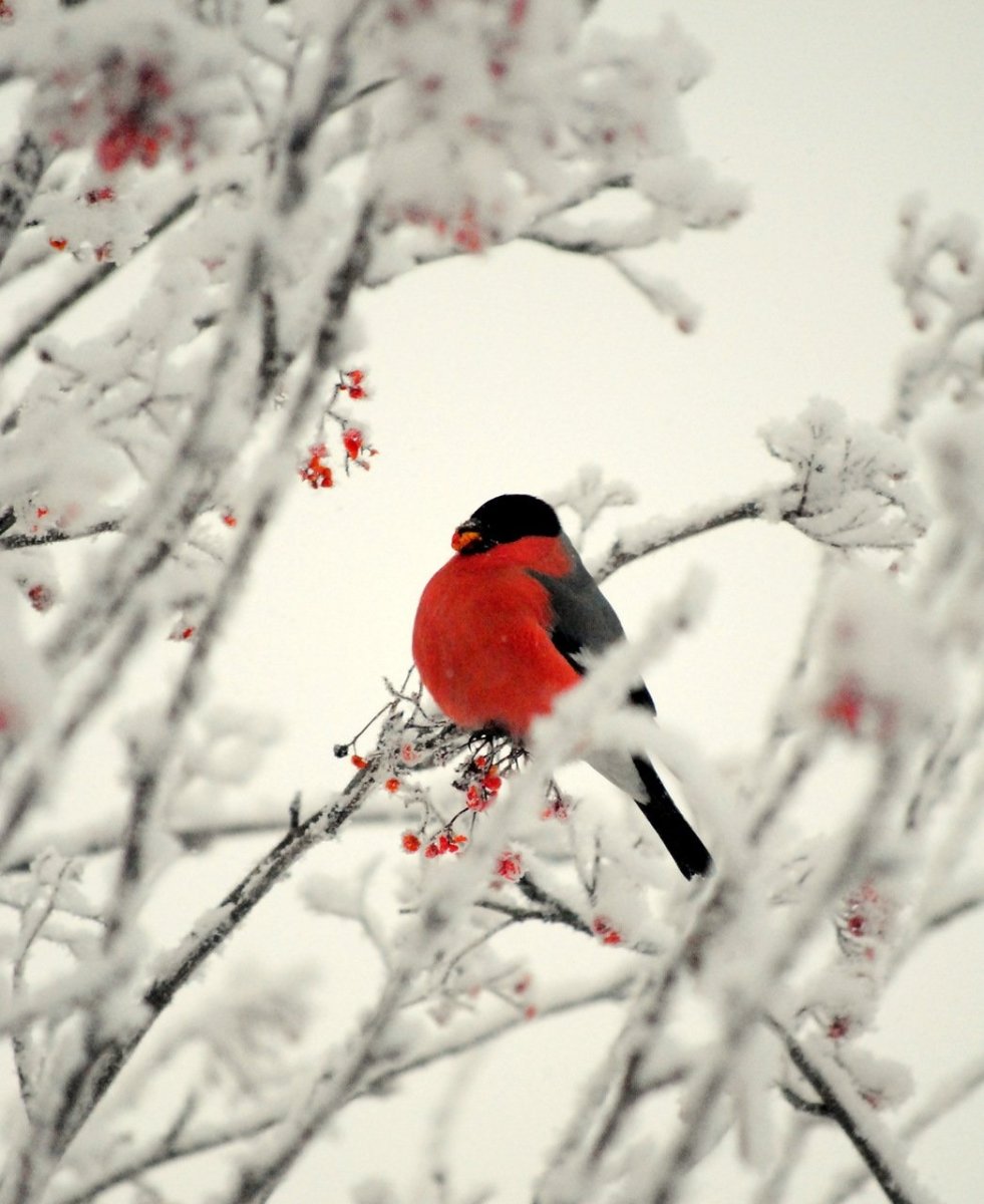 Снегири зимой