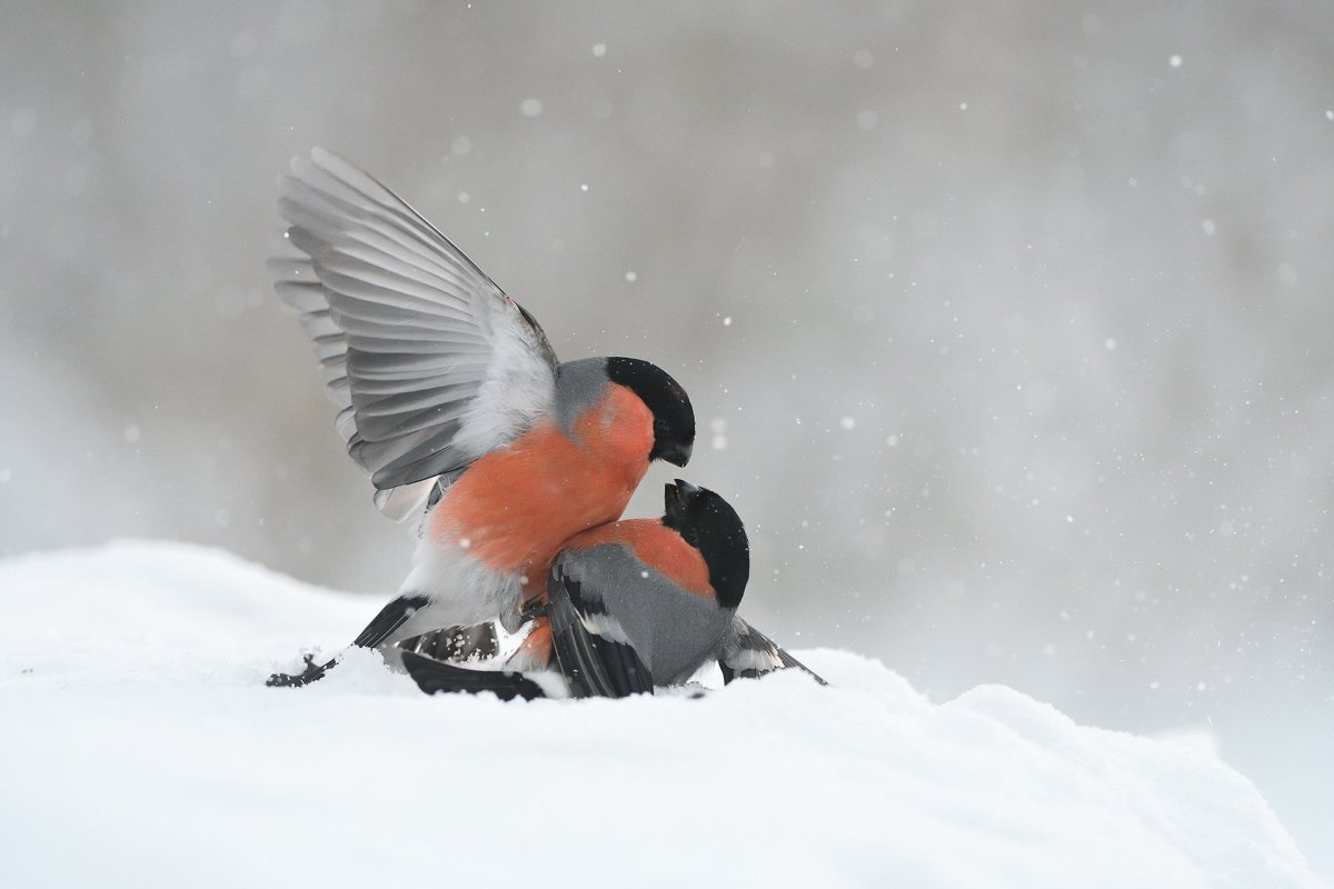 Пара снегирей