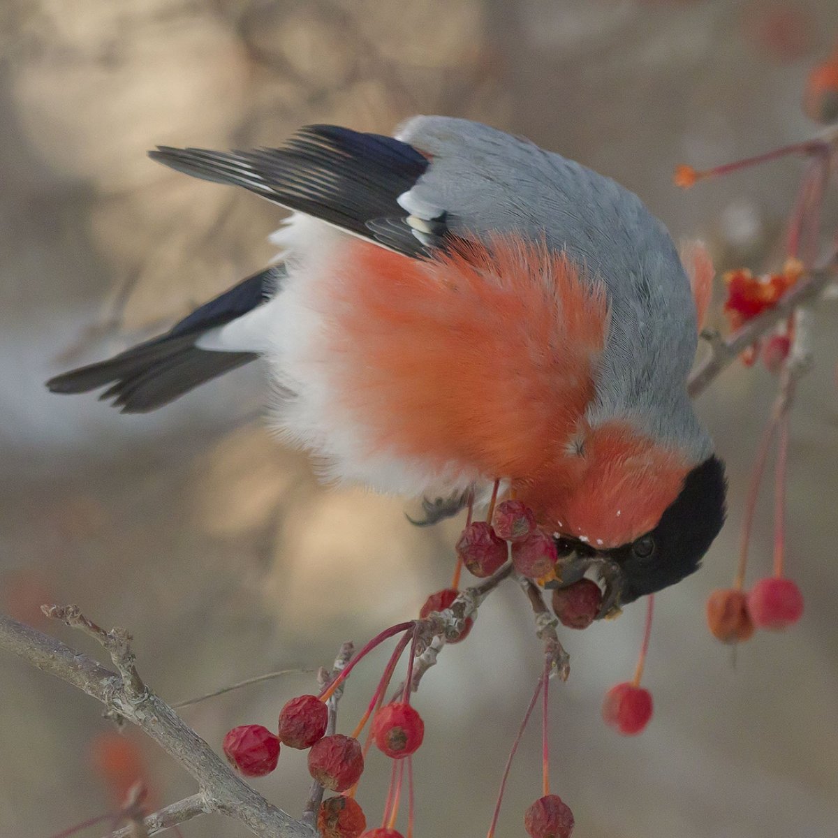 Бурый Снегирь