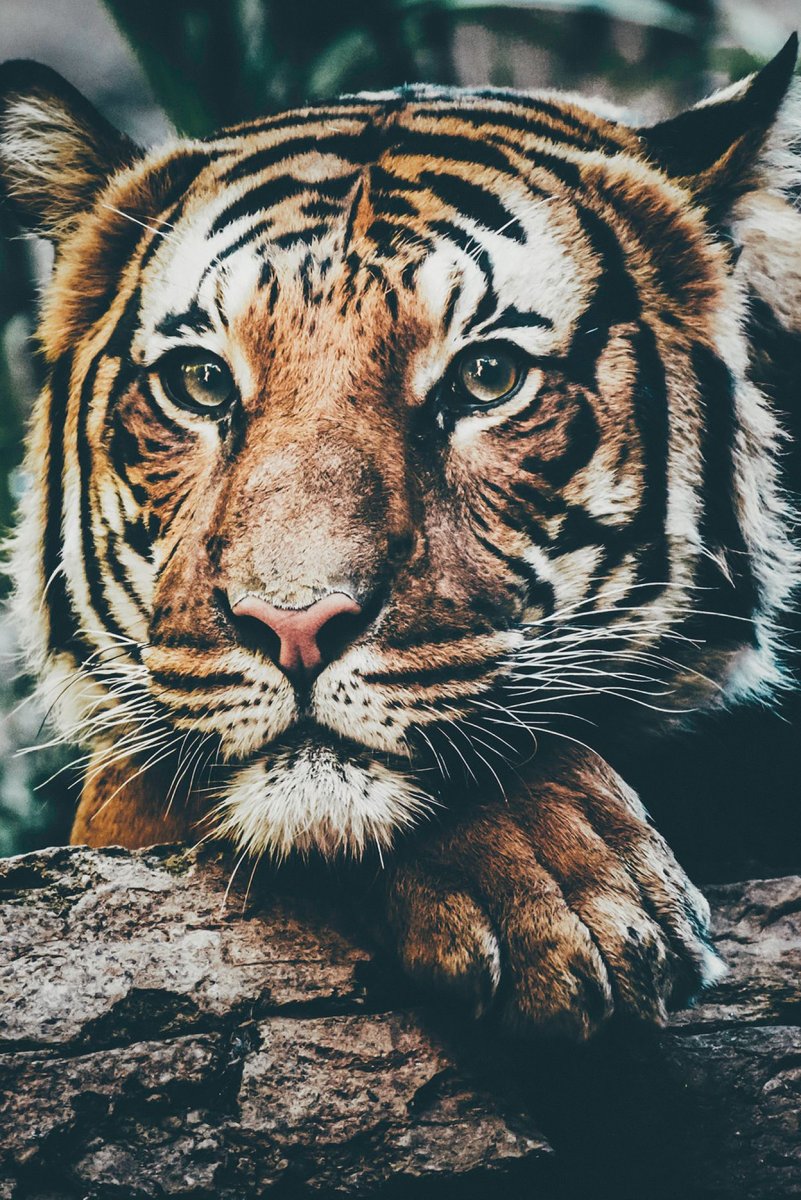 Тигр на айфон