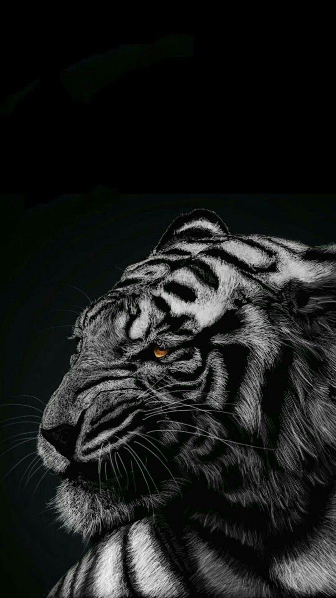 Модный тигр на черном фоне