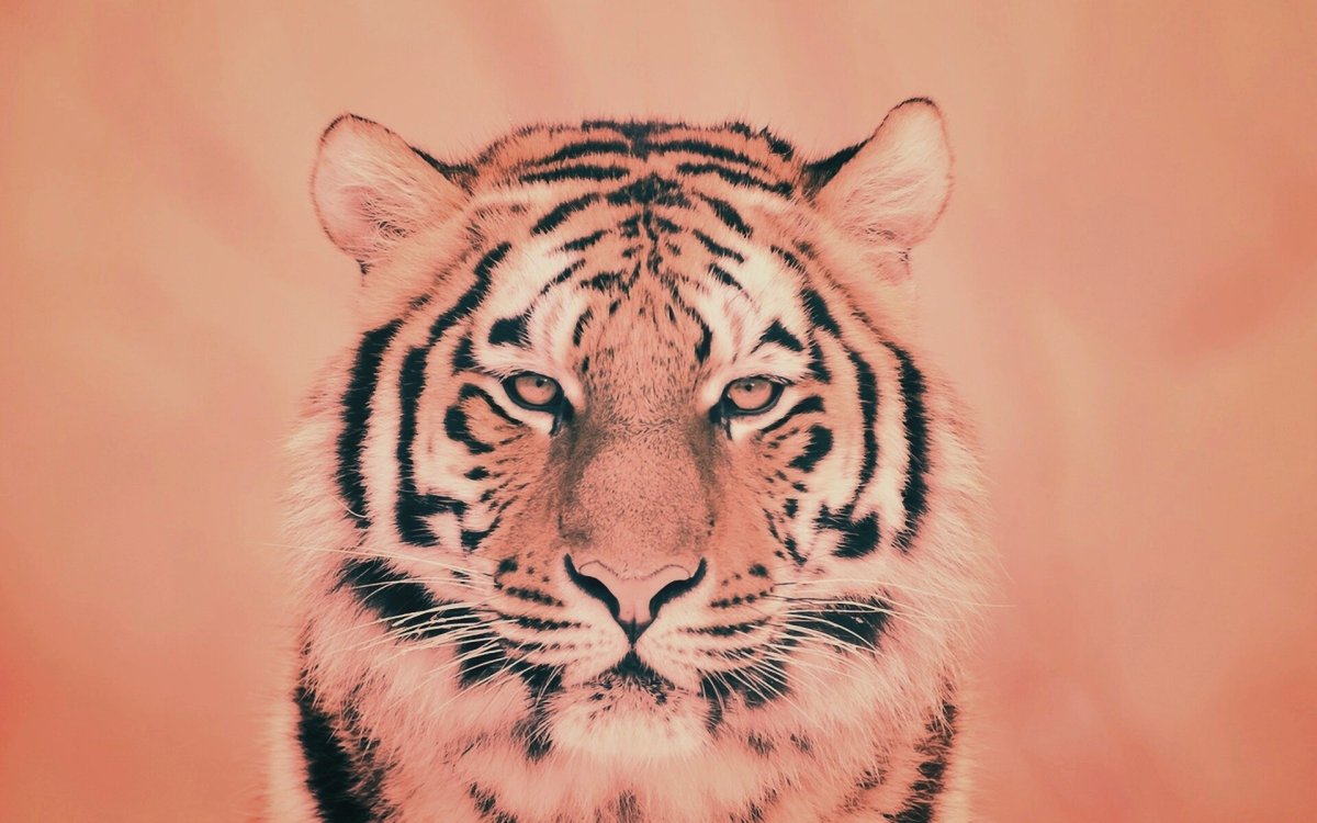 Разноцветный тигр