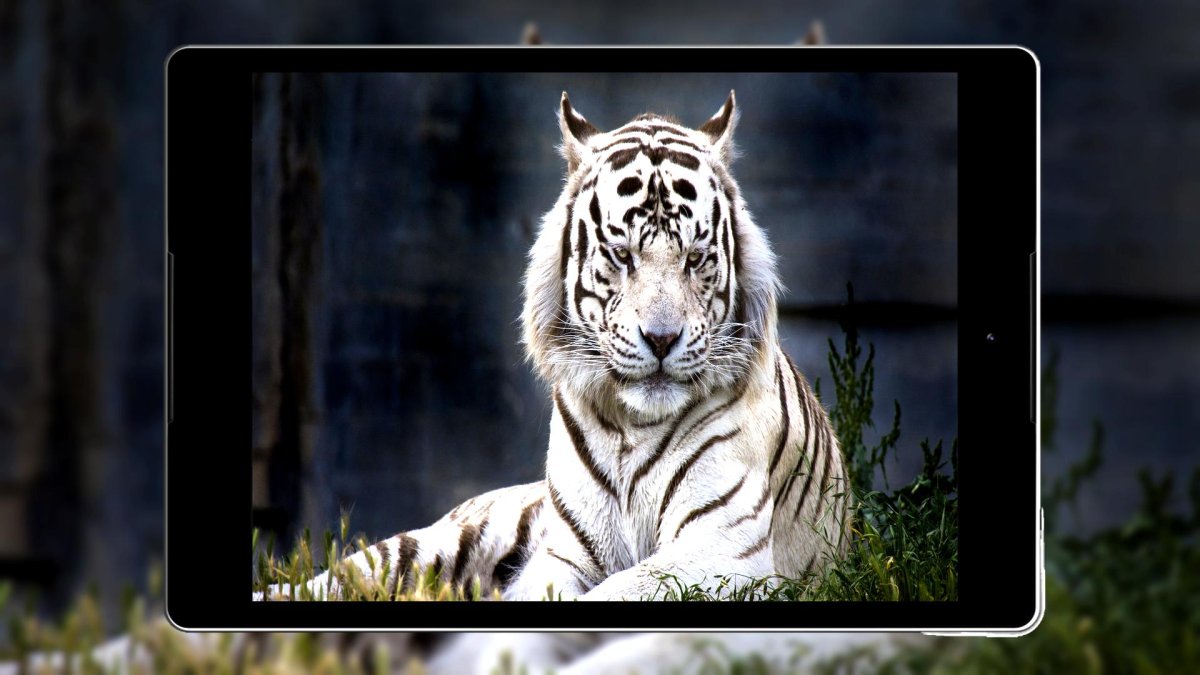 Обои тигры 3 на рабочий стол телефона