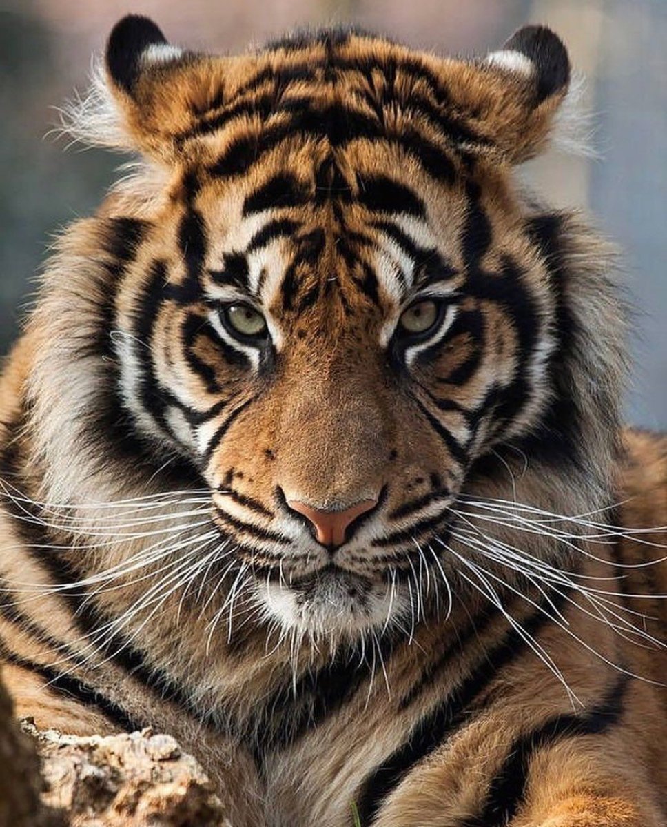 Гордый тигр