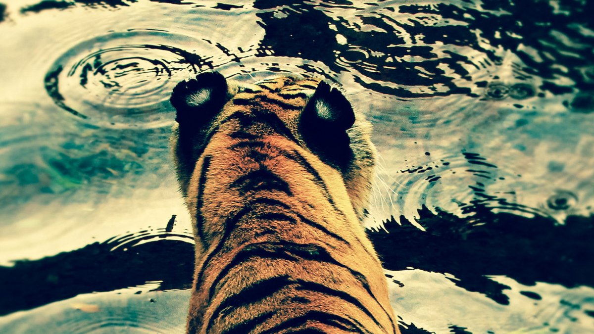 Обои HD тигр 3d в воде
