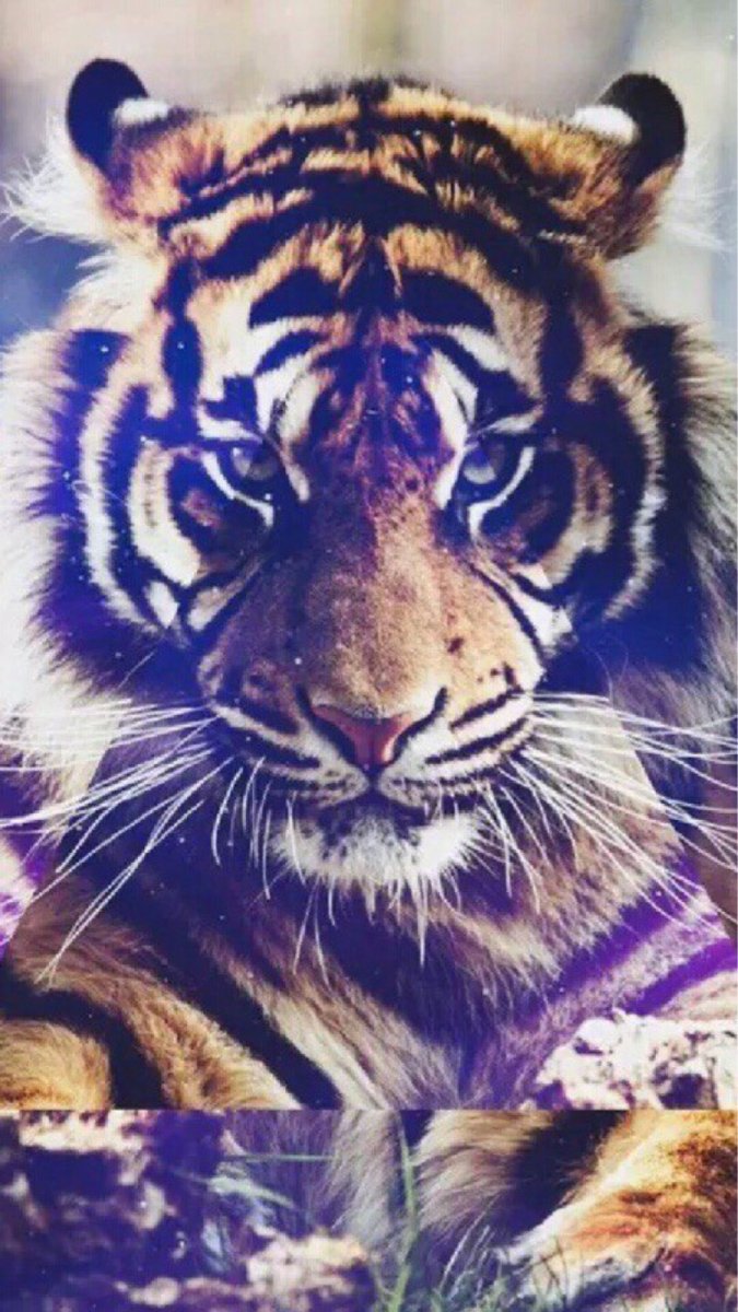 Тигр на экран айфона