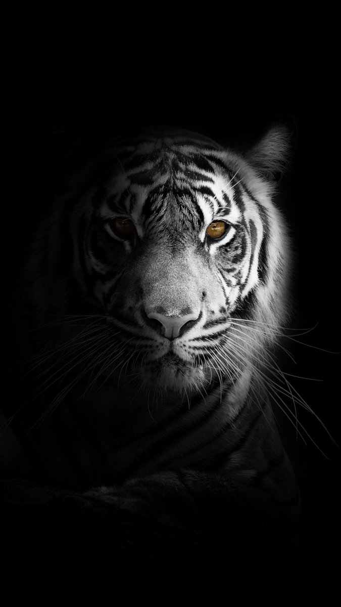Тигр черно белый