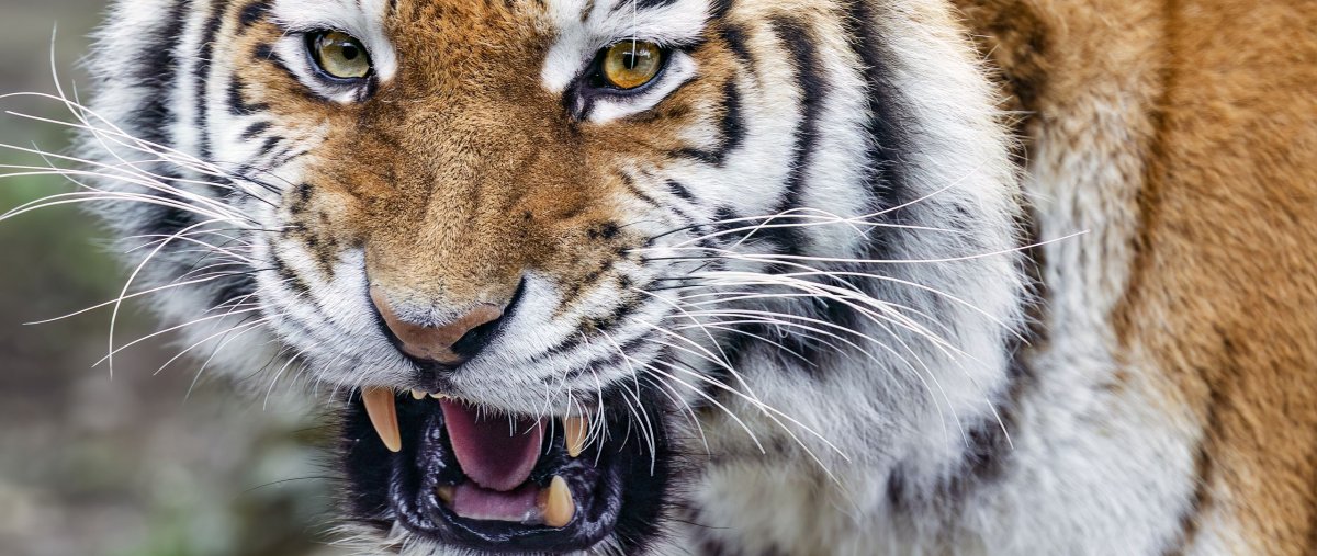 Оскал волка