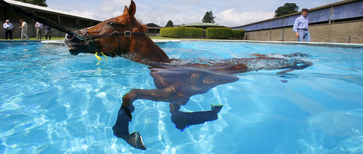 Бассейн для лошадей