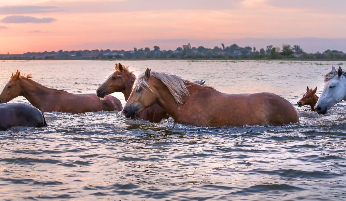 Купание лошадей в реке