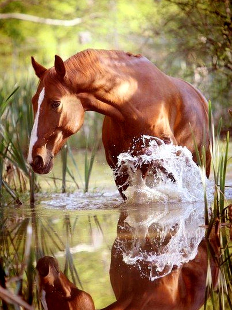 Лошади в воде