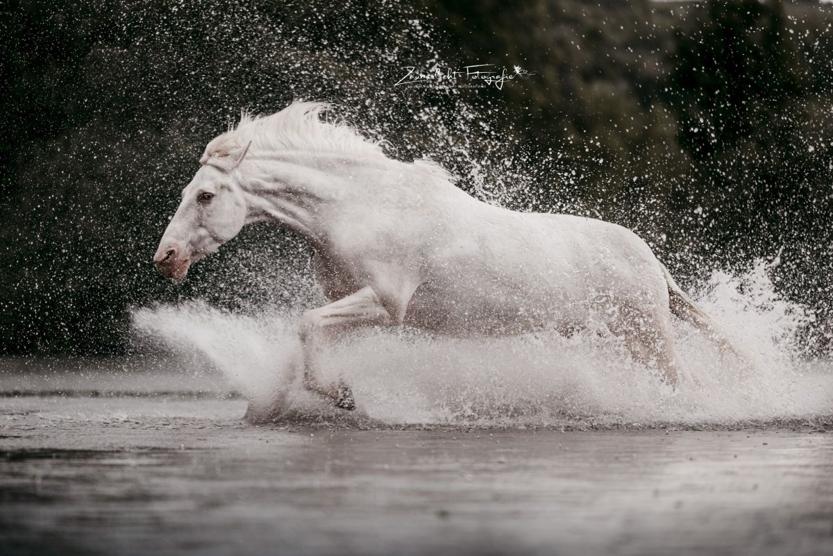 Конь плывет