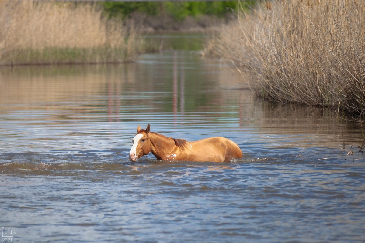 Лошадь купается