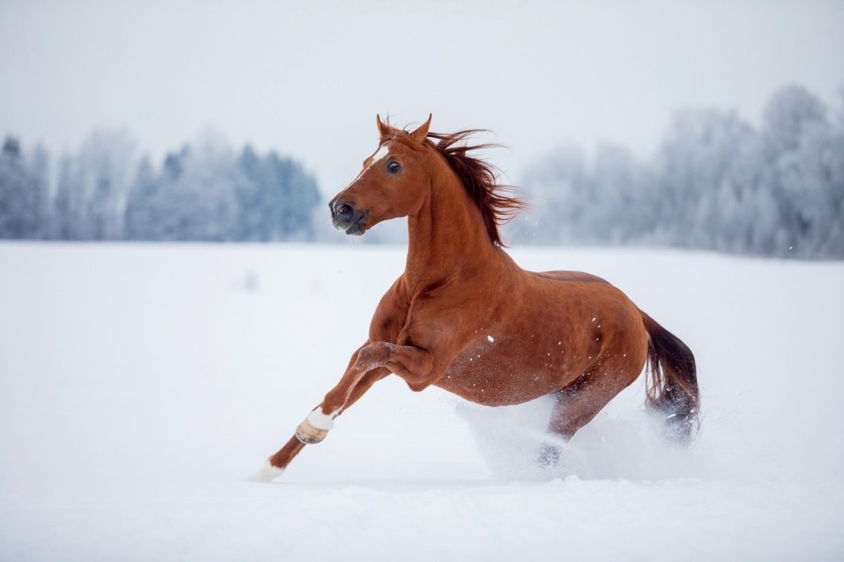 Троеборье ОУСЦ Планерная