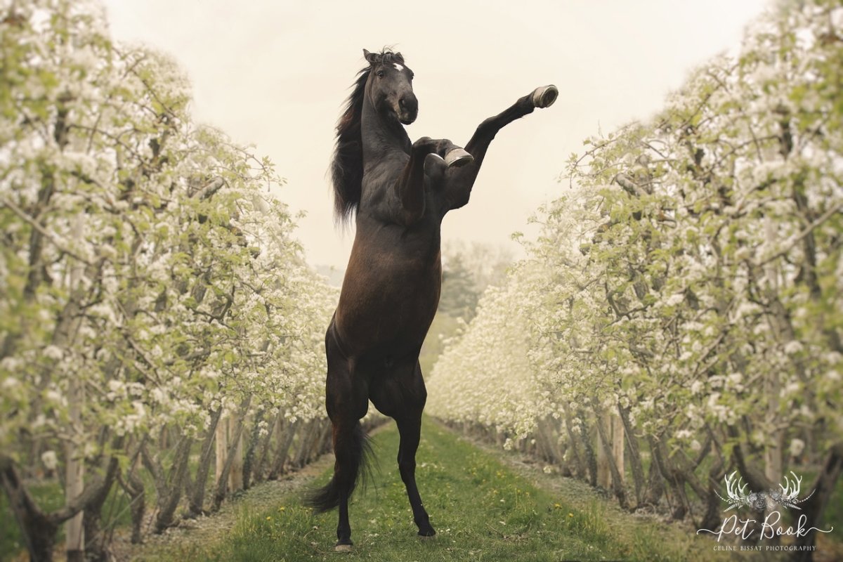 Исландский пони