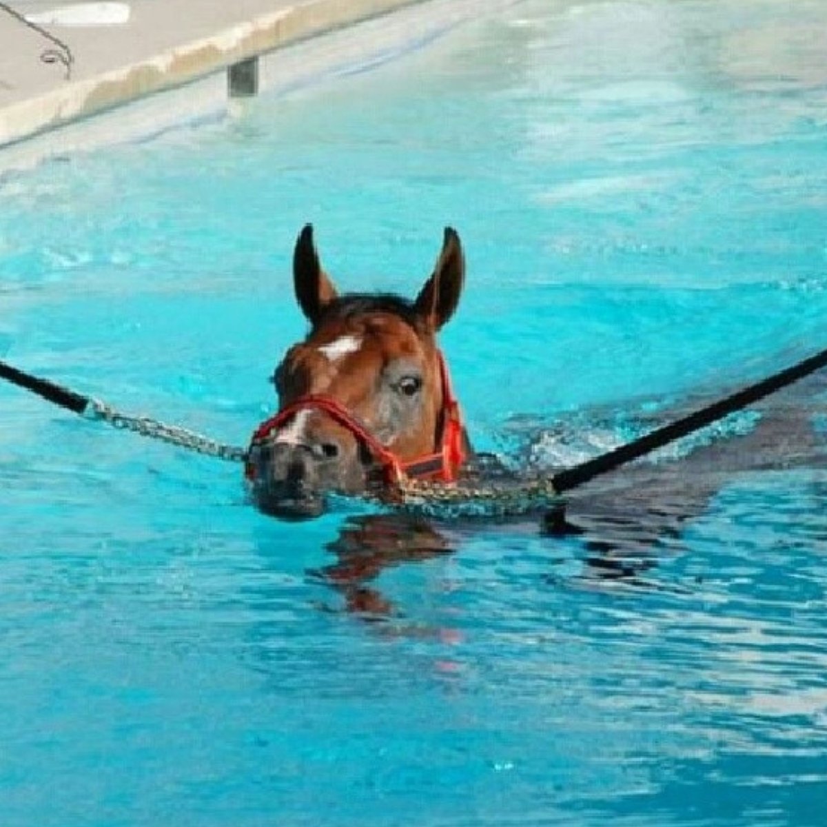 Конь в бассейне