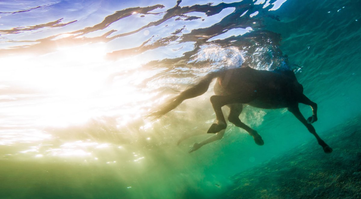 Бассейн для лошадей