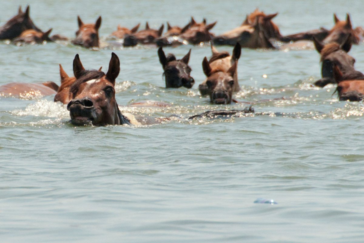 Остров Сейбл лошади
