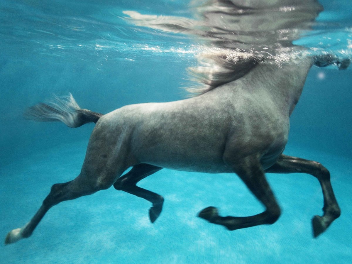 Лошади умеют плавать