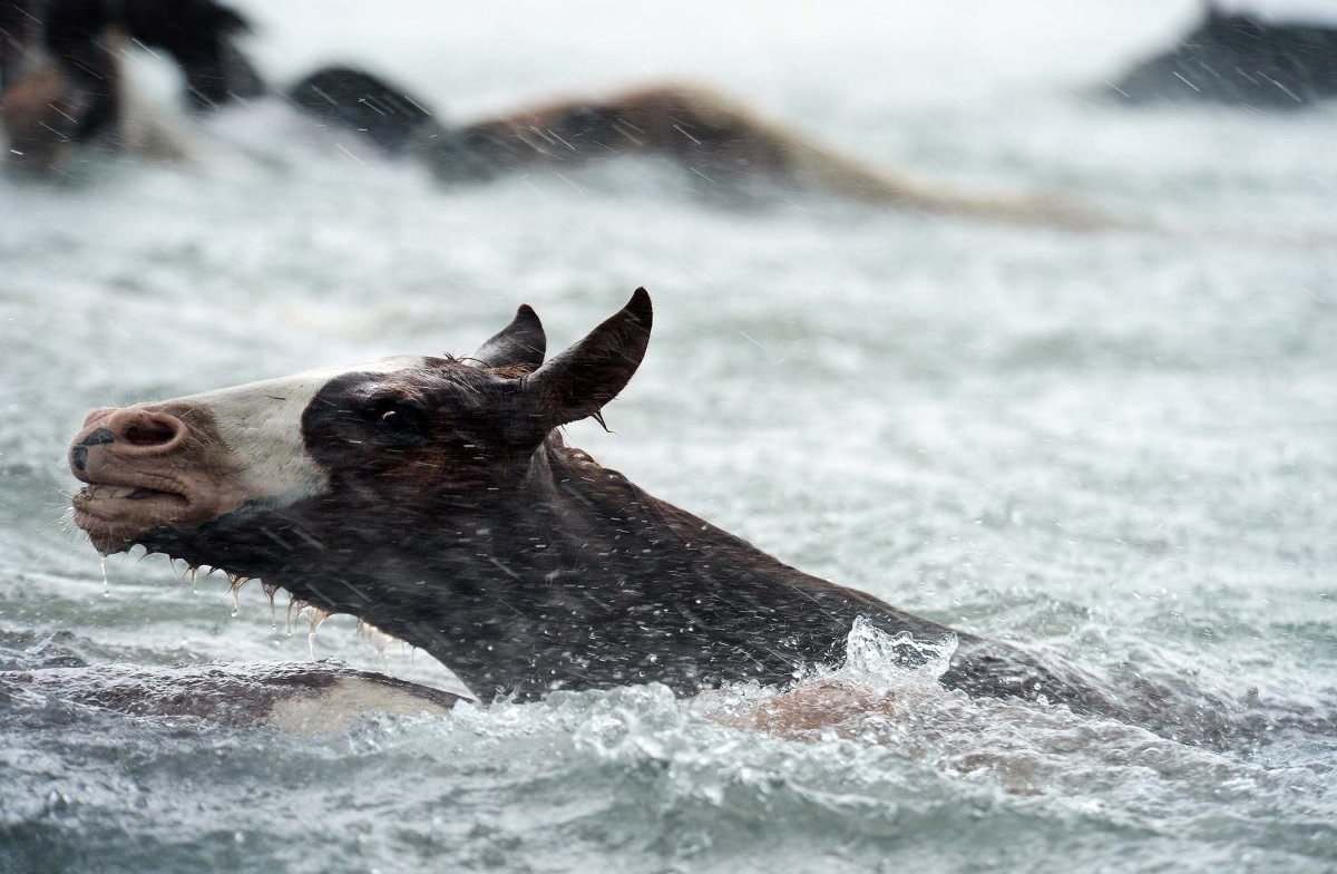 Лошадь переплывает реку