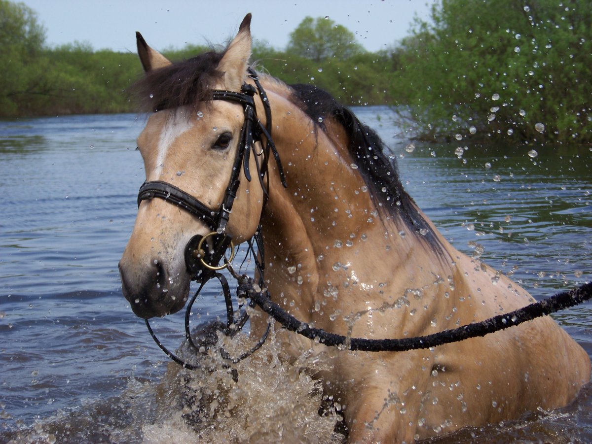 Разгоряченная лошадь