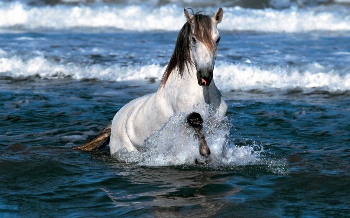 Конь у моря