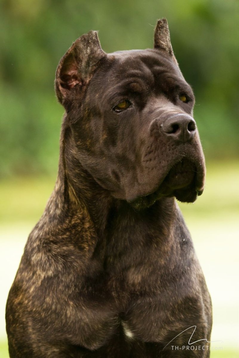 Кане Корсо Бойцовый