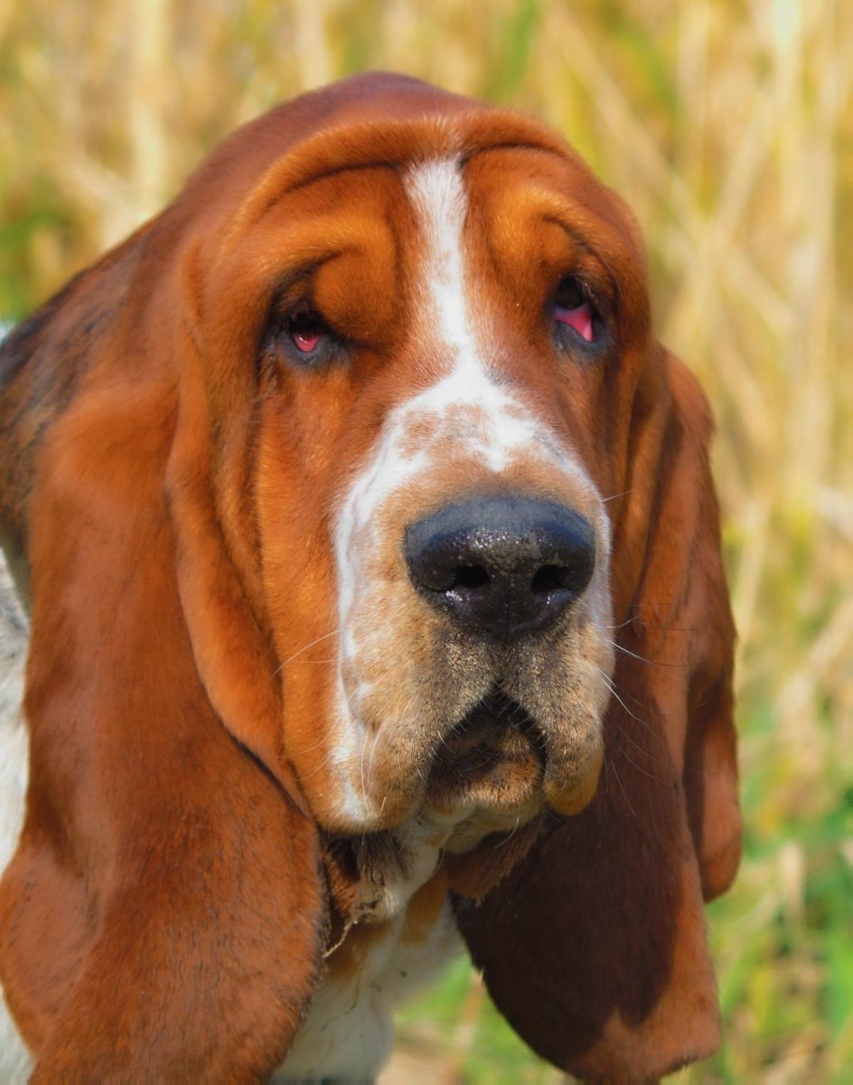 Бассет-хаунд щенок