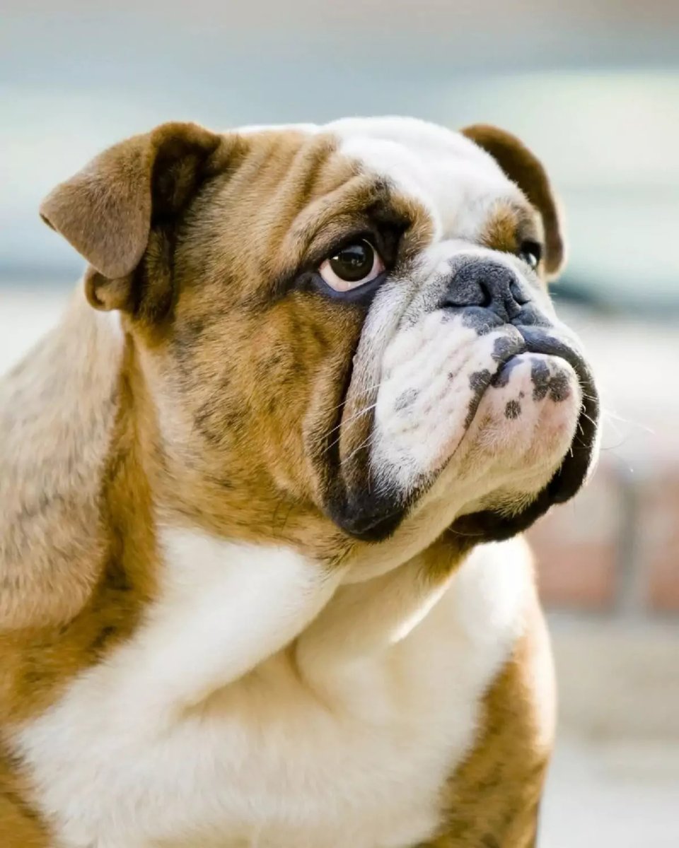 Английский бульдог породы собак