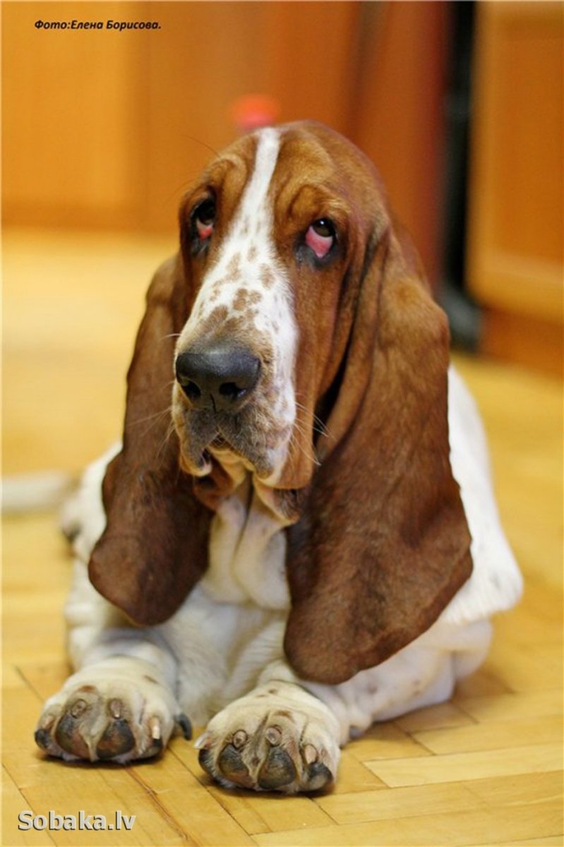 Бленд хаунд