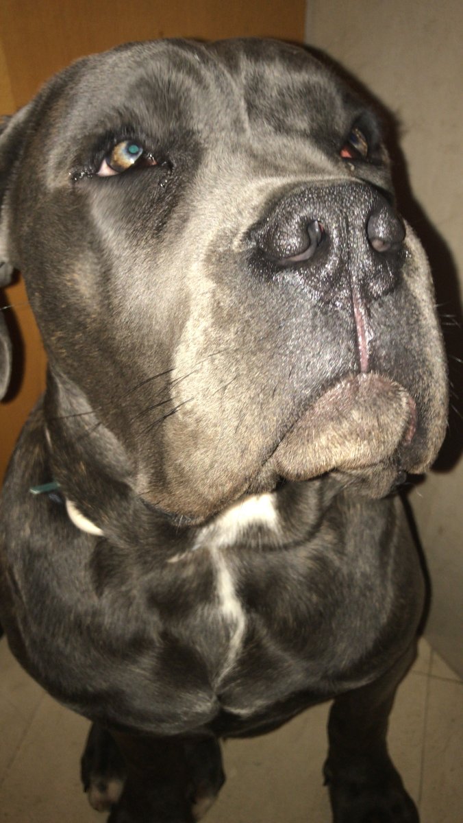 Кане Корсо седой