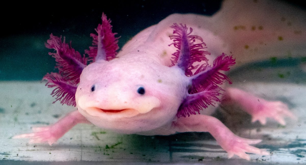 GFP аксолотль