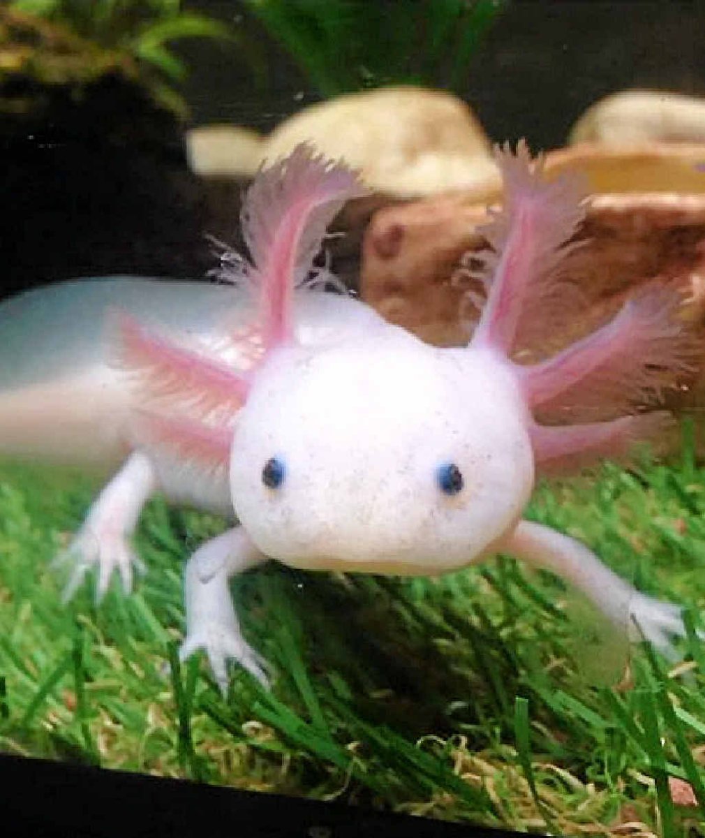 Амбистома альбинос