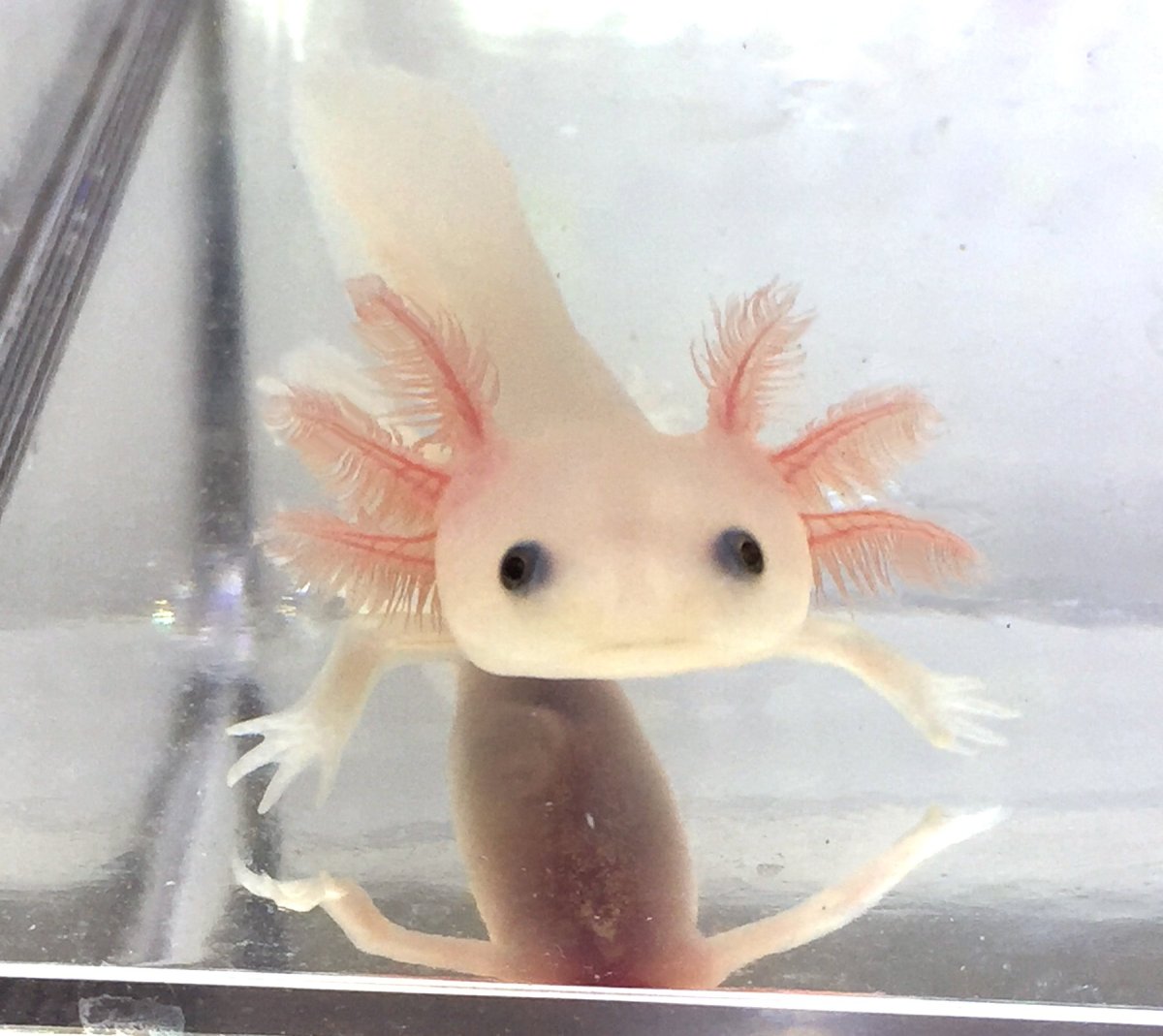 Мексиканская саламандра аксолотль