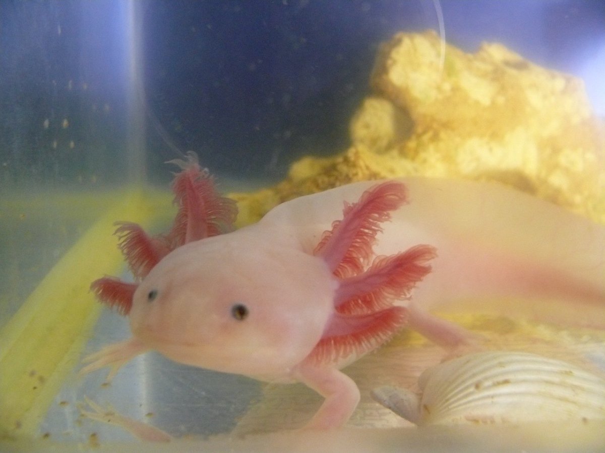 Аксолотль гача клуб