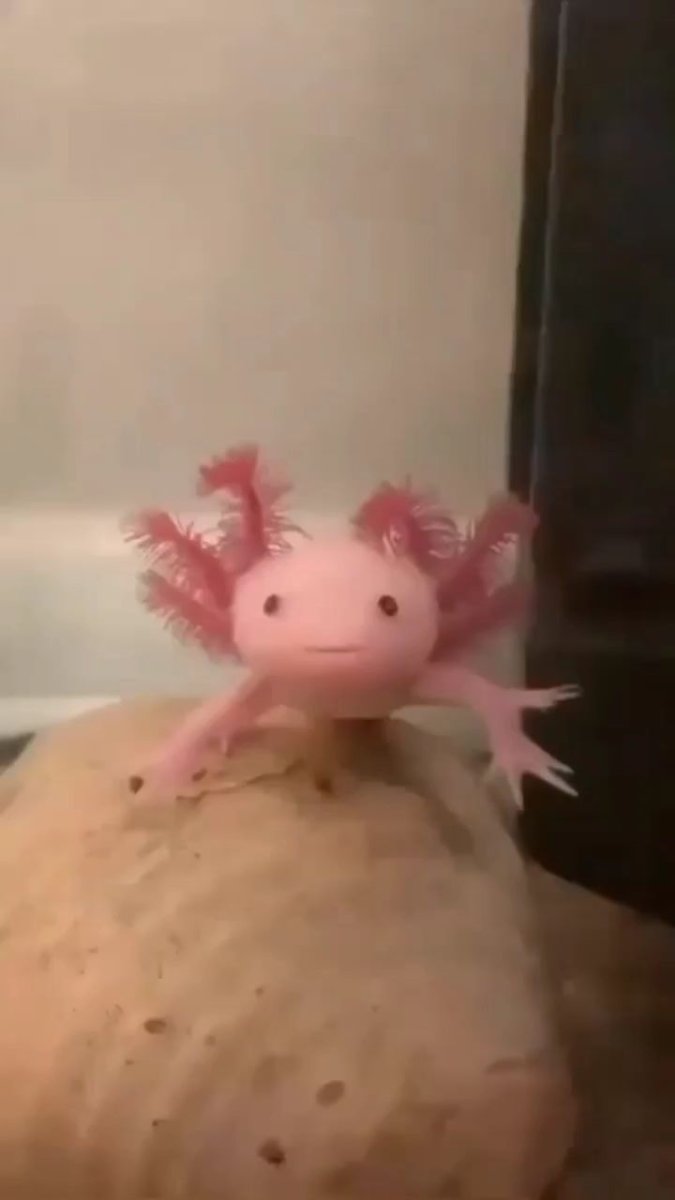 Аксолотль темный