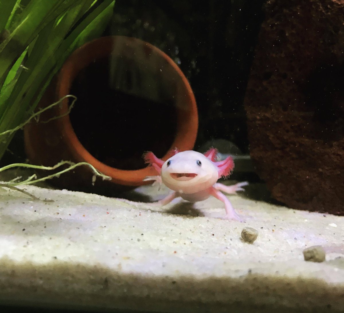 Аксолотль аксолотль