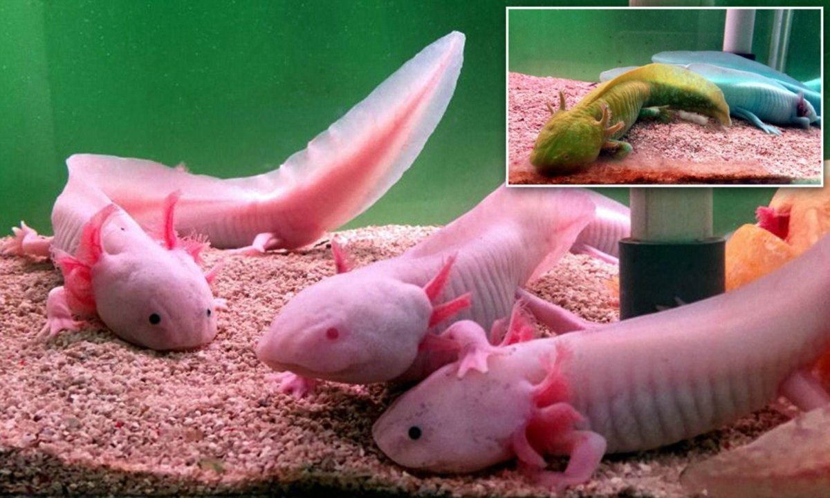 Аксолотль мексиканской амбистомы